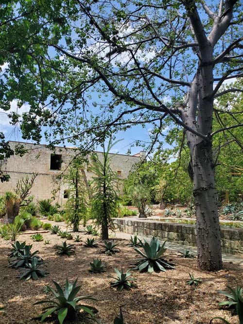 Jard&iacute;n Etnobot&aacute;nico de Oaxaca, Oaxaca, M&eacute;xico, August 19, 2023