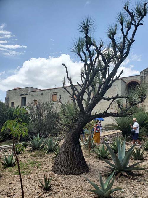 Jard&iacute;n Etnobot&aacute;nico de Oaxaca, Oaxaca, M&eacute;xico, August 19, 2023