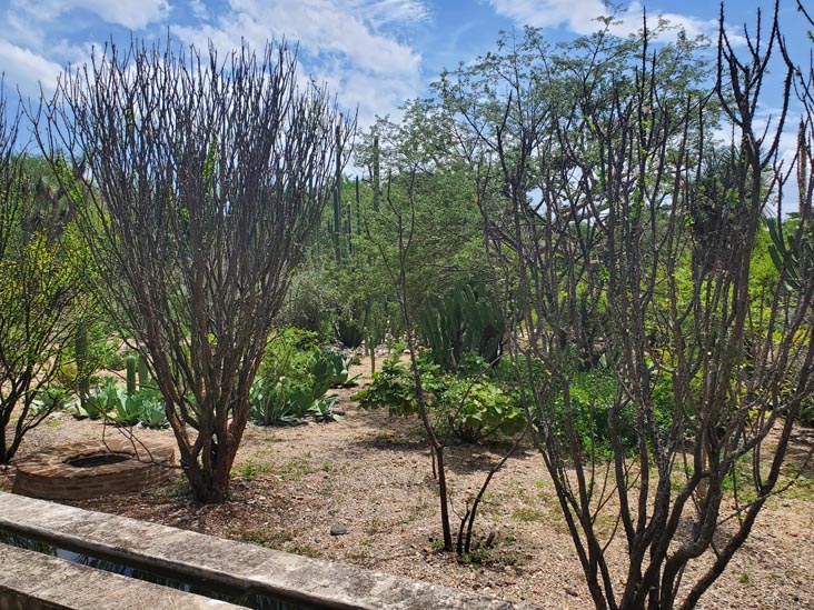 Jard&iacute;n Etnobot&aacute;nico de Oaxaca, Oaxaca, M&eacute;xico, August 19, 2023