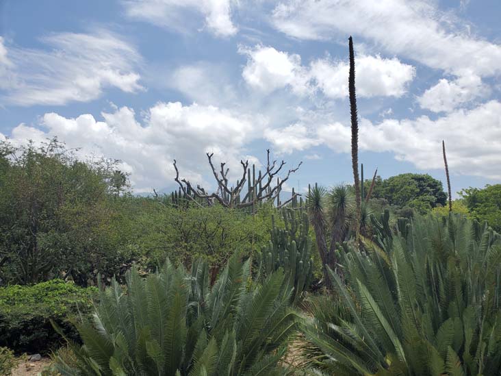 Jard&iacute;n Etnobot&aacute;nico de Oaxaca, Oaxaca, M&eacute;xico, August 19, 2023