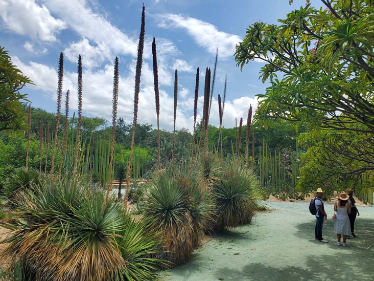 Jard&iacute;n Etnobot&aacute;nico de Oaxaca, Oaxaca, M&eacute;xico, August 19, 2023