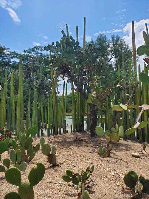 Jard&iacute;n Etnobot&aacute;nico de Oaxaca, Oaxaca, M&eacute;xico, August 19, 2023