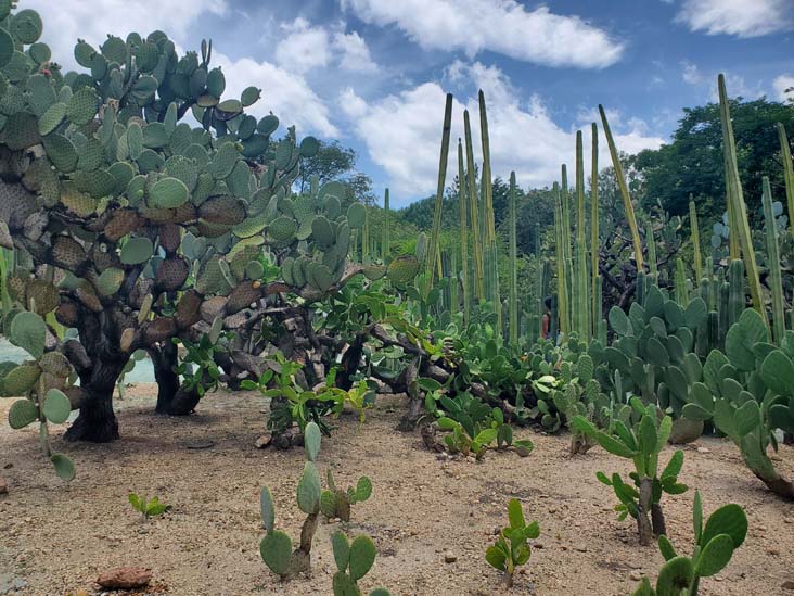 Jard&iacute;n Etnobot&aacute;nico de Oaxaca, Oaxaca, M&eacute;xico, August 19, 2023
