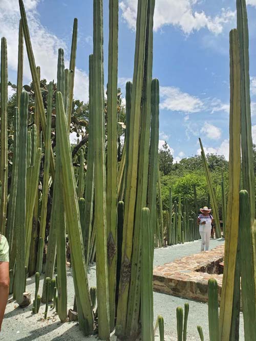 Jard&iacute;n Etnobot&aacute;nico de Oaxaca, Oaxaca, M&eacute;xico, August 19, 2023