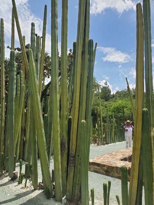 Jard&iacute;n Etnobot&aacute;nico de Oaxaca, Oaxaca, M&eacute;xico, August 19, 2023