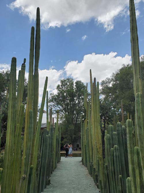 Jard&iacute;n Etnobot&aacute;nico de Oaxaca, Oaxaca, M&eacute;xico, August 19, 2023