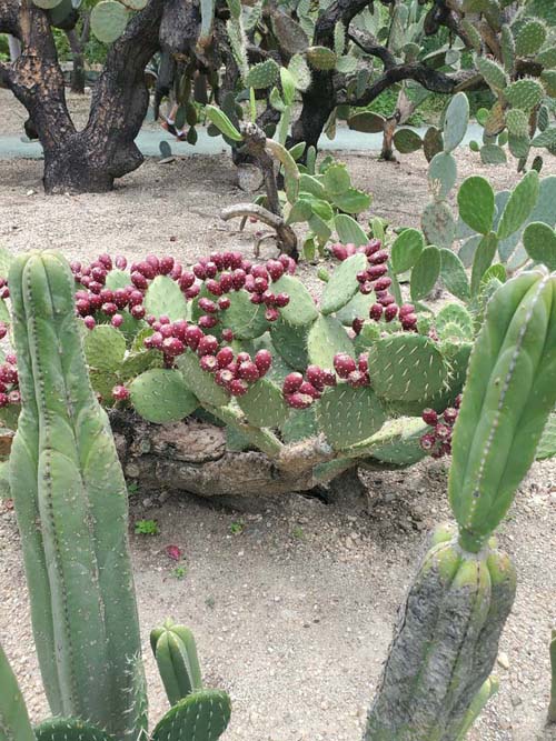 Jard&iacute;n Etnobot&aacute;nico de Oaxaca, Oaxaca, M&eacute;xico, August 19, 2023