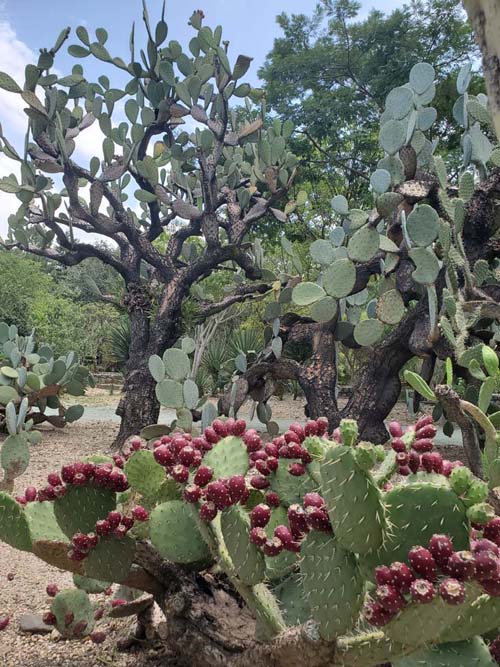 Jard&iacute;n Etnobot&aacute;nico de Oaxaca, Oaxaca, M&eacute;xico, August 19, 2023