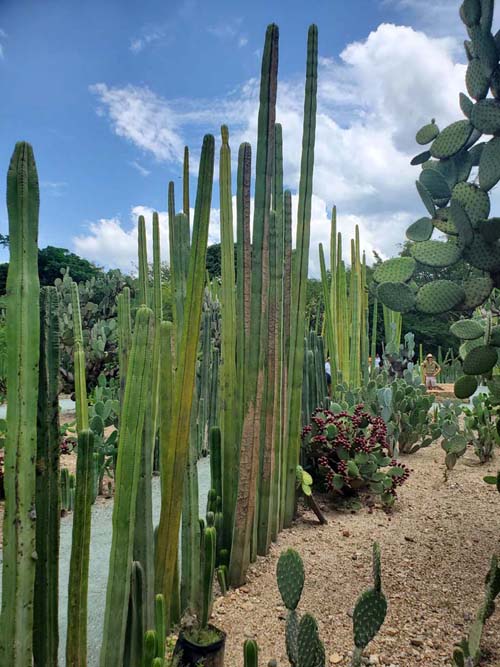 Jard&iacute;n Etnobot&aacute;nico de Oaxaca, Oaxaca, M&eacute;xico, August 19, 2023
