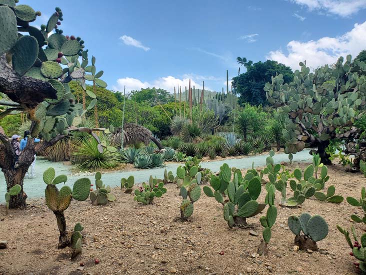 Jard&iacute;n Etnobot&aacute;nico de Oaxaca, Oaxaca, M&eacute;xico, August 19, 2023