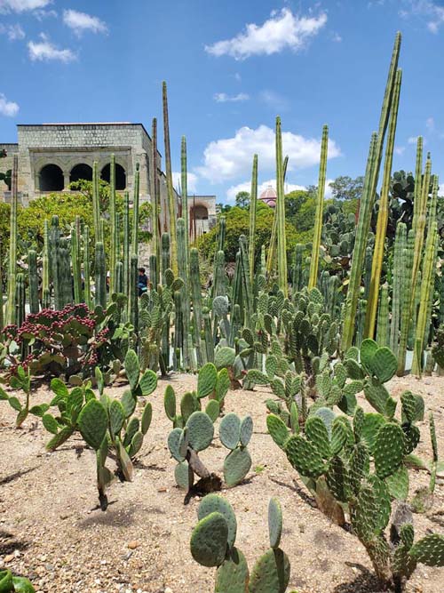 Jard&iacute;n Etnobot&aacute;nico de Oaxaca, Oaxaca, M&eacute;xico, August 19, 2023