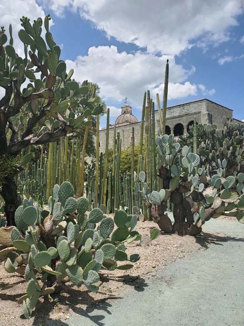 Jardín Etnobotánico de Oaxaca, Oaxaca, México, August 19, 2023