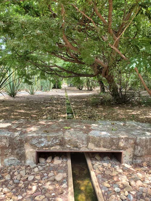 Jard&iacute;n Etnobot&aacute;nico de Oaxaca, Oaxaca, M&eacute;xico, August 19, 2023