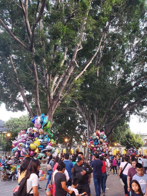 Zócalo/Plaza de la Constitución, Oaxaca, México, August 13, 2023