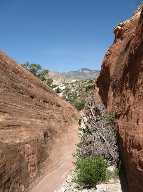Calico Hills, Red Rock Canyon National Conservation Area, Las Vegas, Nevada