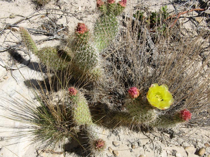 Cactus Bloom, Calico Hills, Red Rock Canyon National Conservation Area, Las Vegas, Nevada