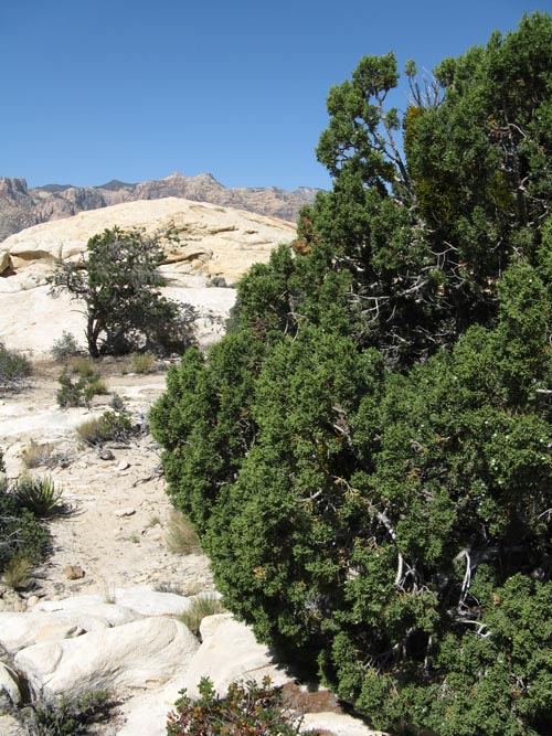 Calico Hills, Red Rock Canyon National Conservation Area, Las Vegas, Nevada