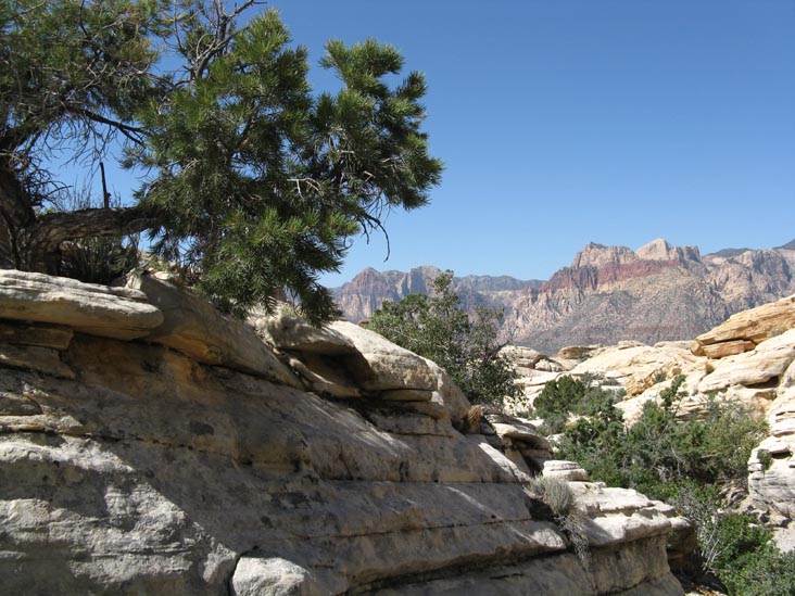 Calico Hills, Pinon Pine, Red Rock Canyon National Conservation Area, Las Vegas, Nevada