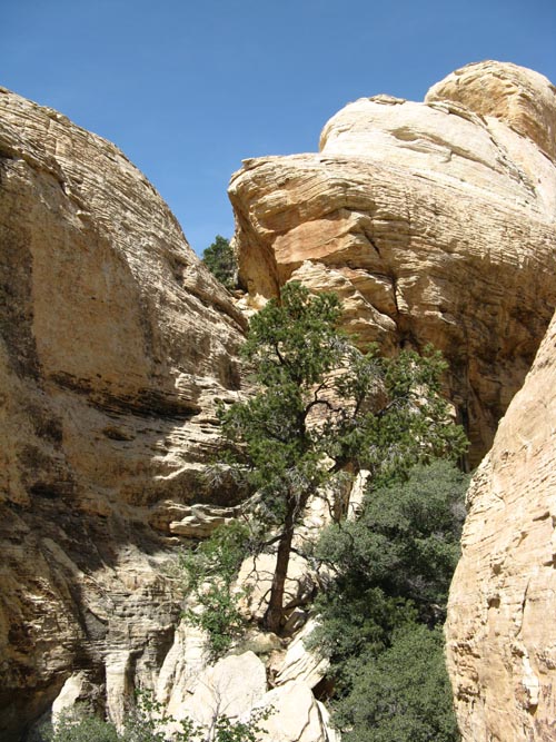Calico Hills, Red Rock Canyon National Conservation Area, Las Vegas, Nevada