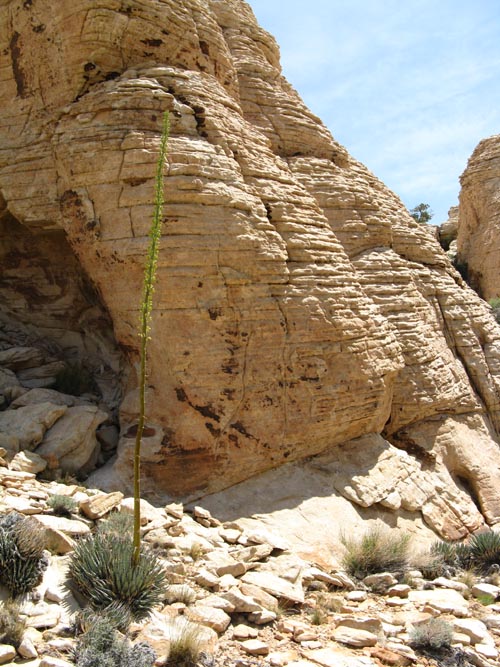 Century Plant, Calico Hills, Red Rock Canyon National Conservation Area, Las Vegas, Nevada
