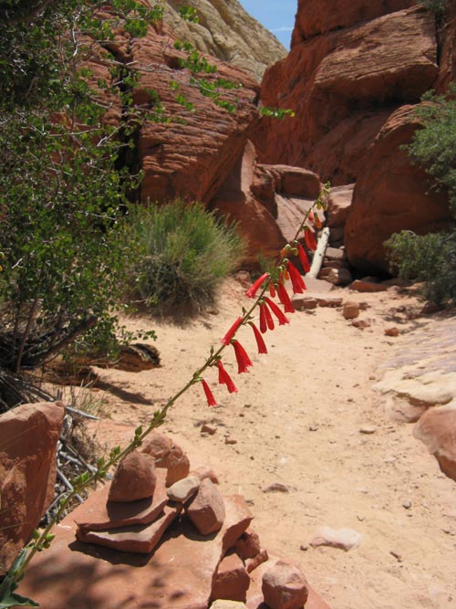 Calico Hills, Red Rock Canyon National Conservation Area, Las Vegas, Nevada