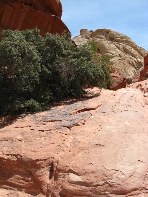 Scrub Oak, Calico Hills, Red Rock Canyon National Conservation Area, Las Vegas, Nevada