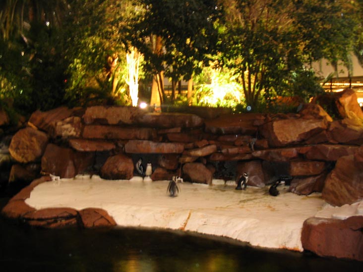 African Penguins, Flamingo Las Vegas, 3555 South Las Vegas Boulevard, Las Vegas, Nevada