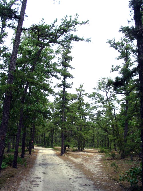 Batona Trail, Wharton State Forest, Pine Barrens, New Jersey, May 27, 2007
