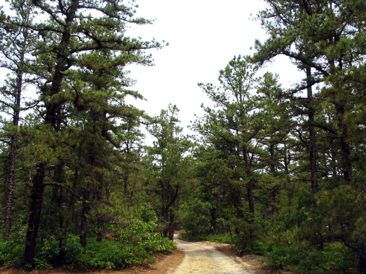 Batona Trail, Wharton State Forest, Pine Barrens, New Jersey, May 27, 2007