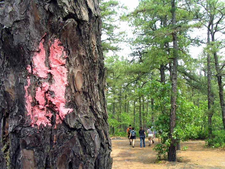 Blaze, Batona Trail, Wharton State Forest, Pine Barrens, New Jersey, May 27, 2007