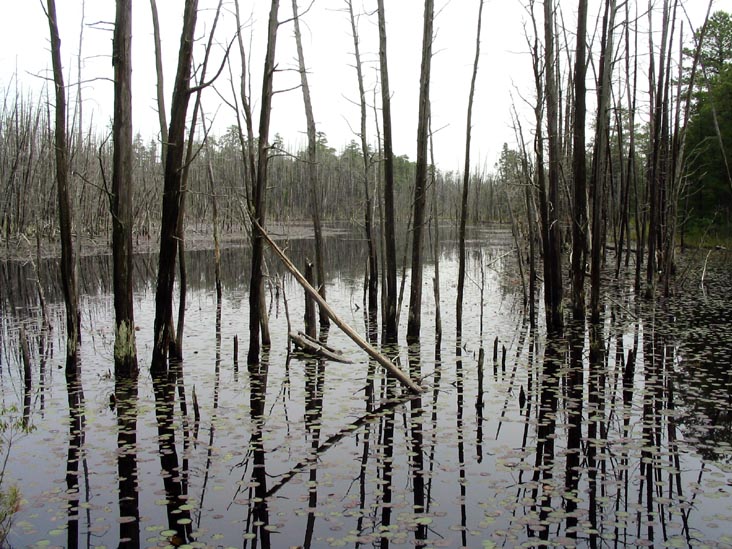 Cedar Swamp, Batona Trail, Wharton State Forest, Pine Barrens, New Jersey, May 27, 2007