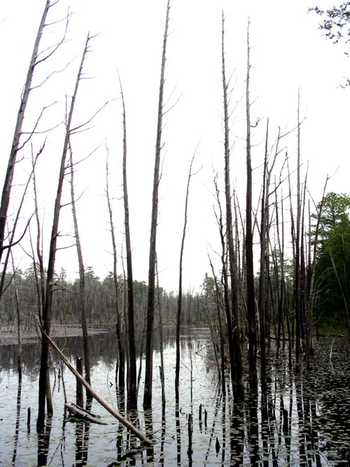 Cedar Swamp, Batona Trail, Wharton State Forest, Pine Barrens, New Jersey, May 27, 2007