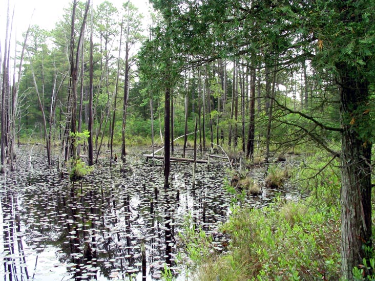 Cedar Swamp, Batona Trail, Wharton State Forest, Pine Barrens, New Jersey, May 27, 2007