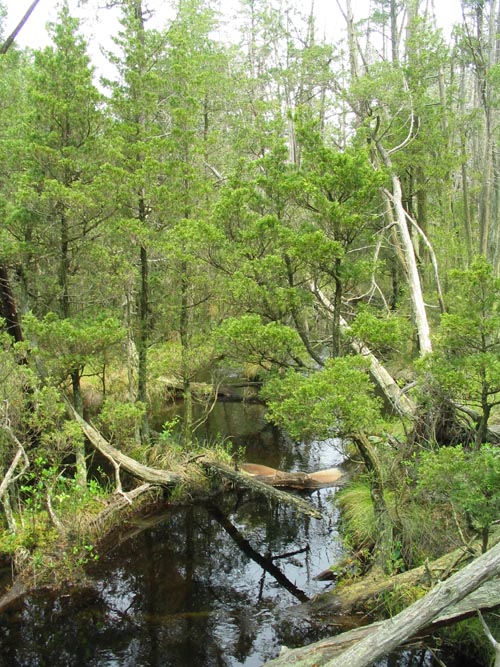 Batona Trail, Wharton State Forest, Pine Barrens, New Jersey, May 27, 2007