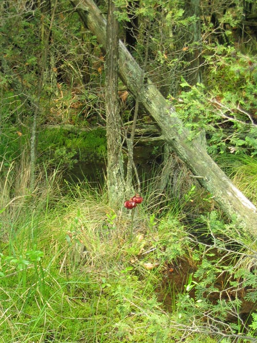 Batona Trail, Wharton State Forest, Pine Barrens, New Jersey, May 27, 2007