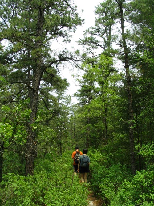 Batona Trail, Wharton State Forest, Pine Barrens, New Jersey, May 27, 2007