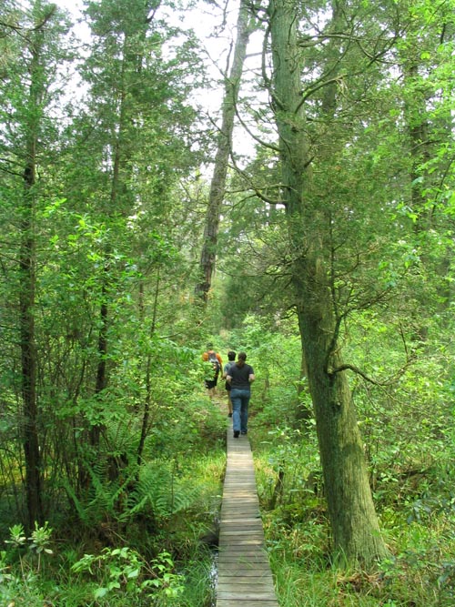 Batona Trail, Wharton State Forest, Pine Barrens, New Jersey, May 27, 2007