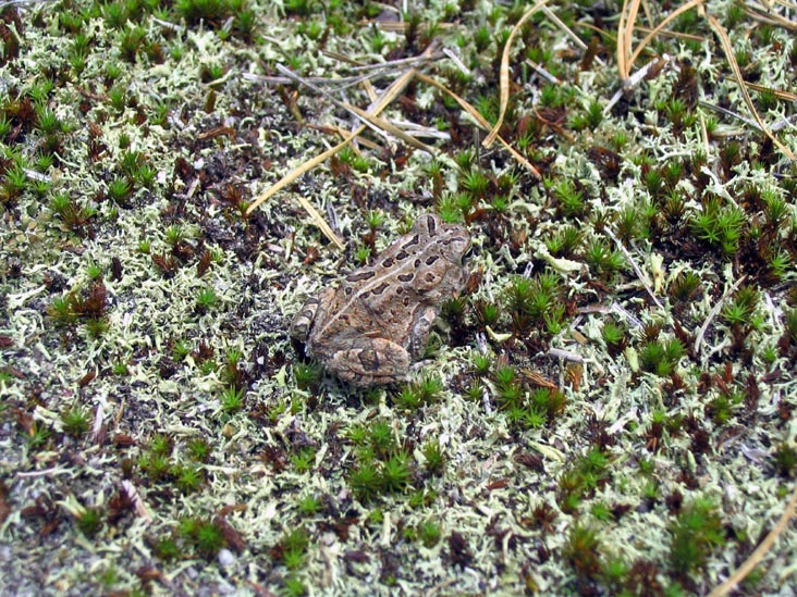 Southern Leopard Frog, Batona Trail, Wharton State Forest, Pine Barrens, New Jersey, May 27, 2007
