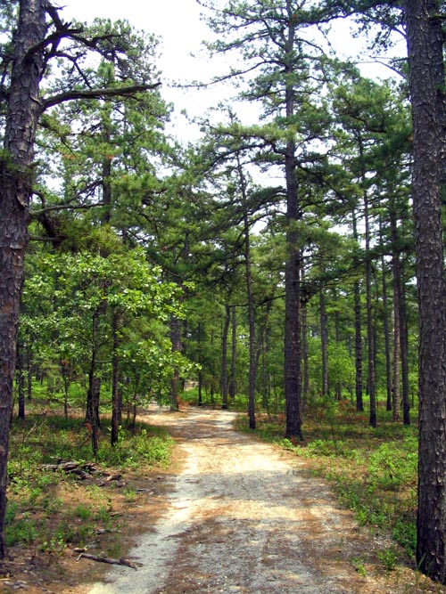 Batona Trail, Wharton State Forest, Pine Barrens, New Jersey, May 27, 2007