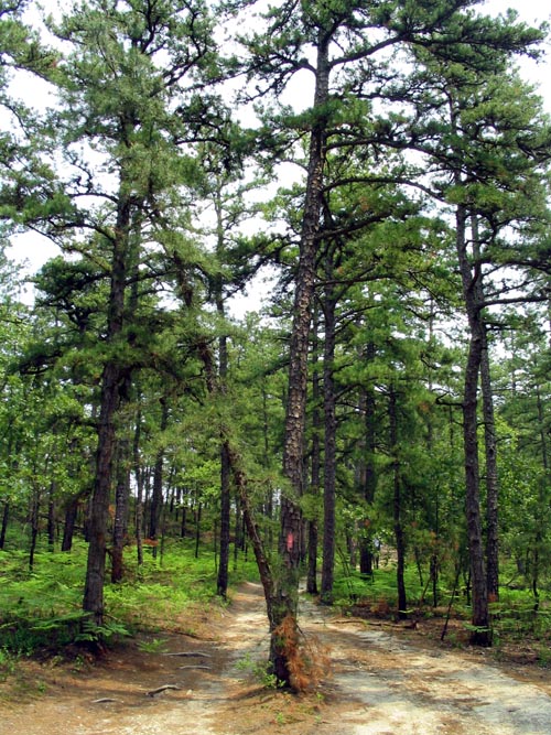 Batona Trail, Wharton State Forest, Pine Barrens, New Jersey, May 27, 2007