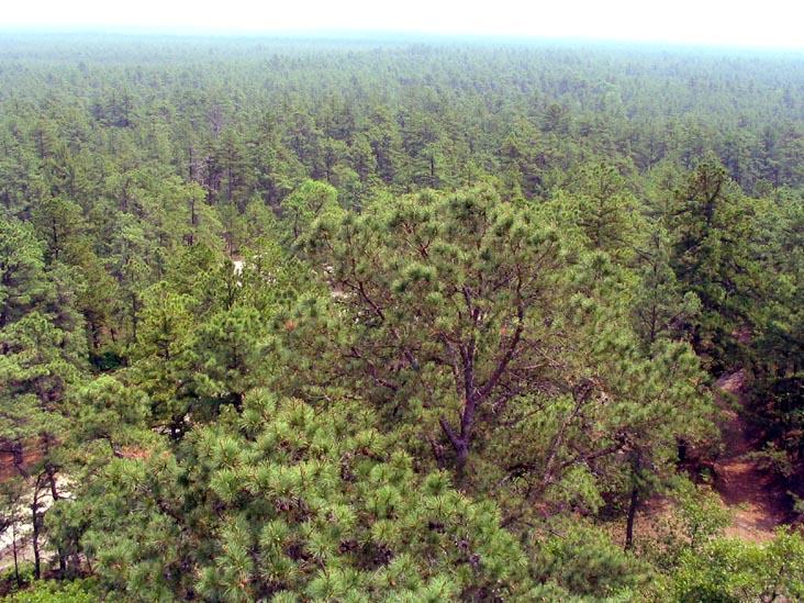 View From Fire Tower, Apple Pie Hill, Batona Trail, Wharton State Forest, Pine Barrens, New Jersey