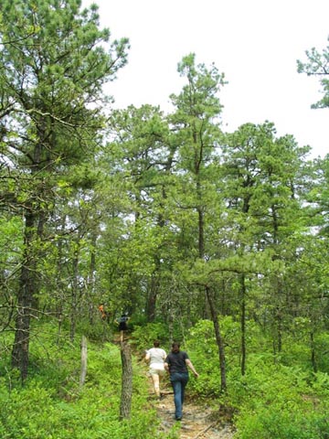 Batona Trail, Wharton State Forest, Pine Barrens, New Jersey