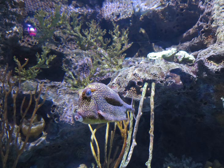 Adventure Aquarium, Camden, New Jersey, July 3, 2014