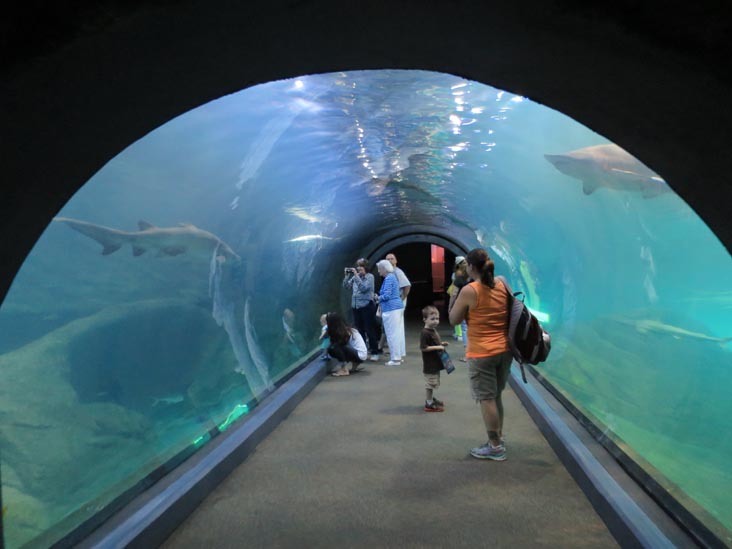 Shark Tunnel, Adventure Aquarium, Camden, New Jersey, July 3, 2014