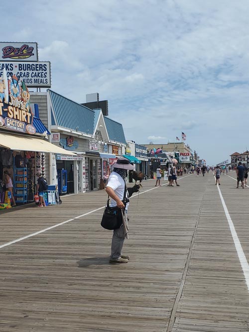 Falconer, Ocean City Boardwalk, Ocean City, New Jersey, July 13, 2020