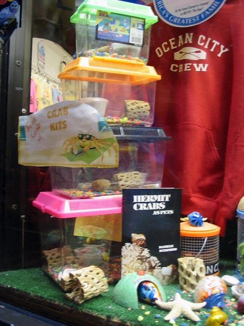 Hermit Crabs, Ocean City Boardwalk, Ocean City, New Jersey, August 27, 2005