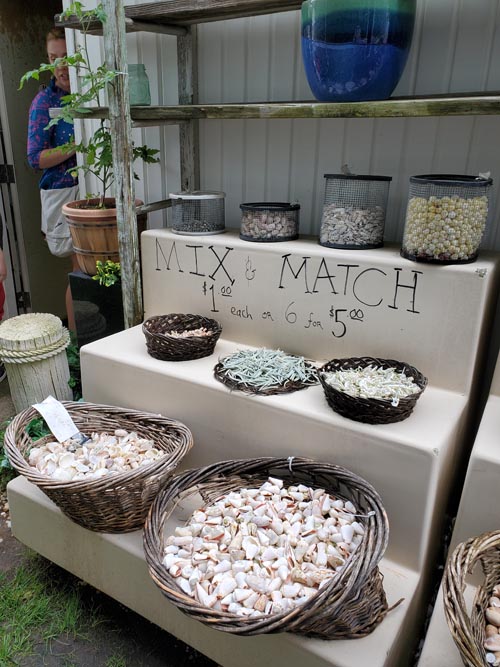 Discovery Seashell Museum, Ocean City, New Jersey, July 2, 2021