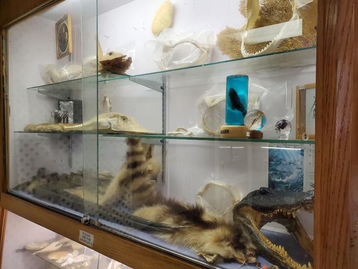 Discovery Seashell Museum, Ocean City, New Jersey, July 2, 2021