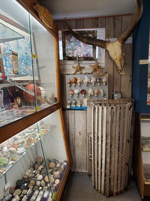 Discovery Seashell Museum, Ocean City, New Jersey, July 2, 2021