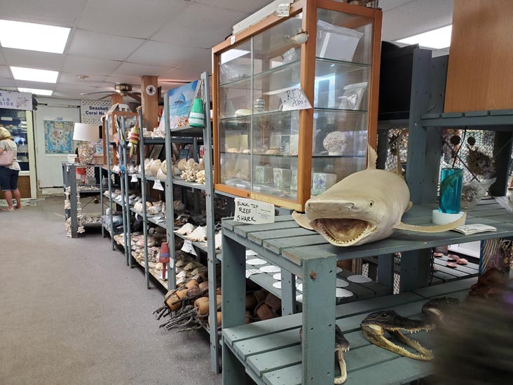 Discovery Seashell Museum, Ocean City, New Jersey, July 2, 2021